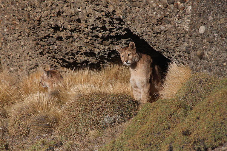 pumas, torres del paine, wildlife, photography, tours, chile